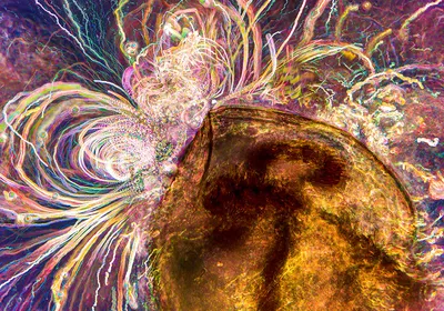 Image of a water flea with attached vorticella. A fireworks-like trail of cells bursts from it.