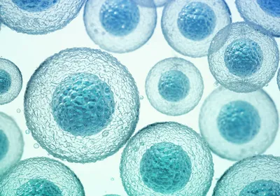 A graphic depicting cells under a microscope
