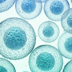 A graphic depicting cells under a microscope