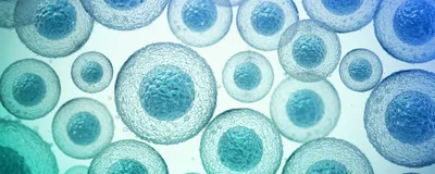 A graphic depicting cells under a microscope