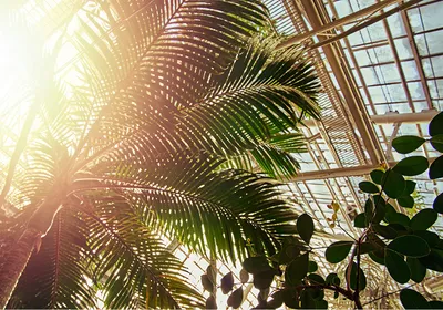 Palms and other leafy plants shade the inside of a plant conservatory.