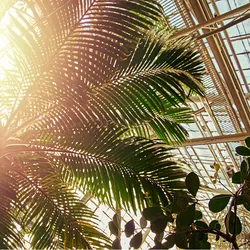Palms and other leafy plants shade the inside of a plant conservatory.