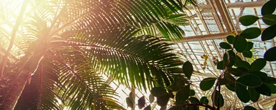 Palms and other leafy plants shade the inside of a plant conservatory.