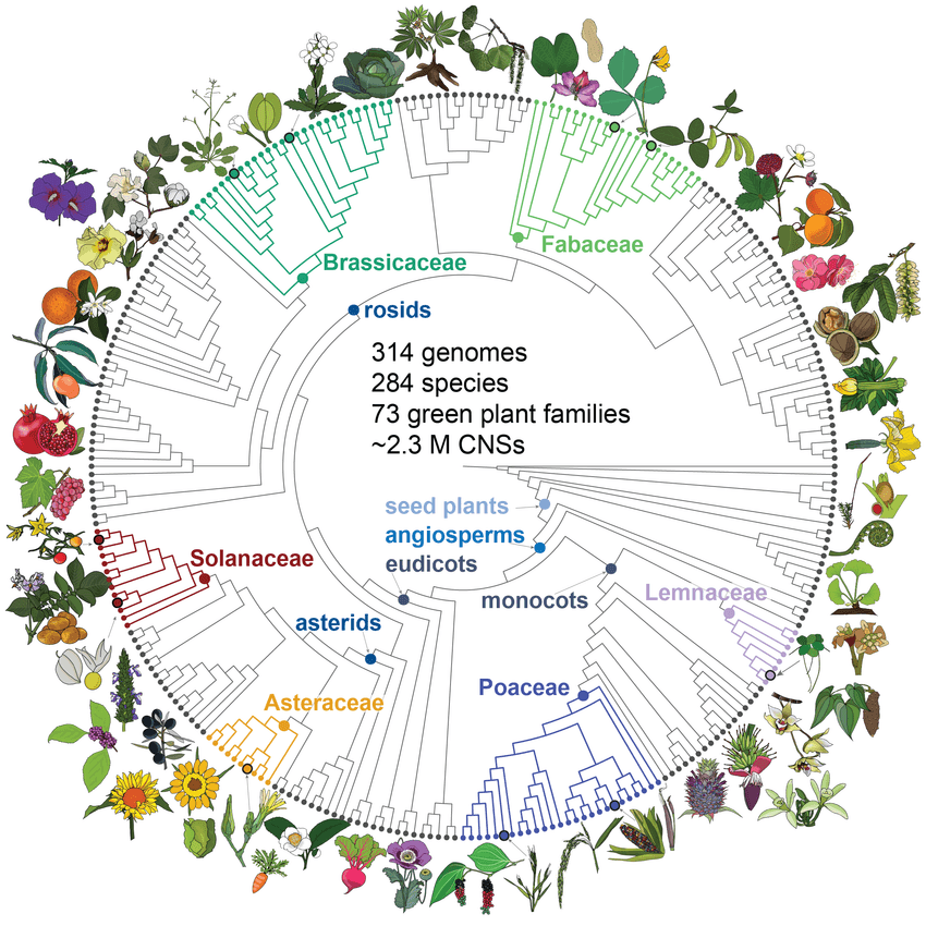 A circular phylogenetic tree of the different plant families analyzed by Conservatory, a comparative genomics platform, is shown.