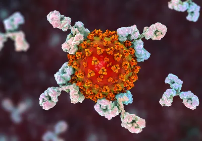 An illustration of antibodies binding to a viral particle.