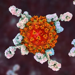 An illustration of antibodies binding to a viral particle.