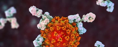 An illustration of antibodies binding to a viral particle.
