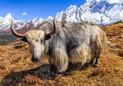 A yak stands in front of a mountainous background. 