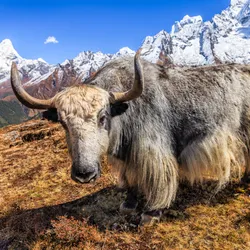 A yak stands in front of a mountainous background. 