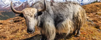 A yak stands in front of a mountainous background. 