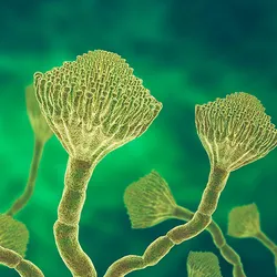 Graphic depicting a microscopic view of Aspergillus fungi