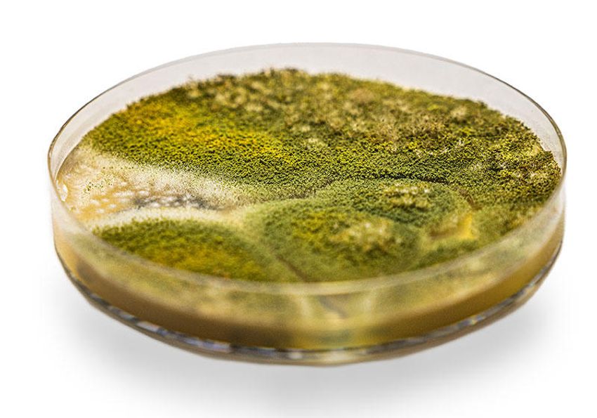 Photo of a petri dish containing Aspergillus fumigatus