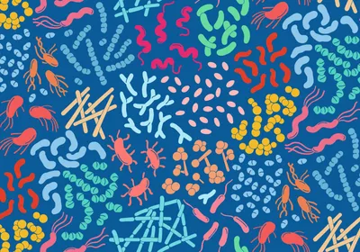 Vector image of various microorganisms, including beneficial bacteria and probiotics, against a blue background.