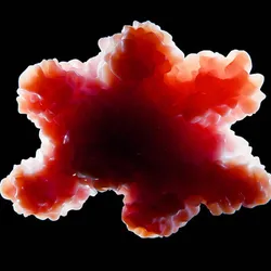 An illustration of an organoid on a black background.