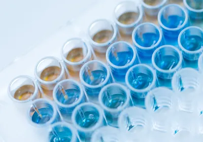 Photo of a 96-well plate with blue and brown liquid buffer in the wells