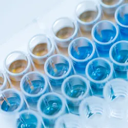 Photo of a 96-well plate with blue and brown liquid buffer in the wells