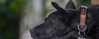 Rosie, a black dog, rests with her head on a pillow.