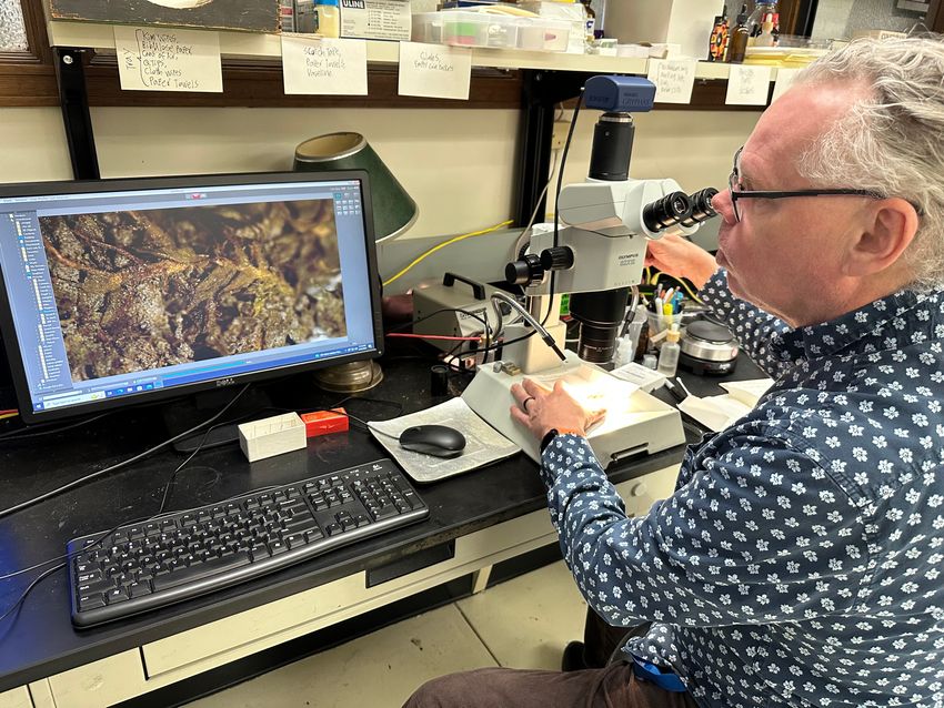 Matt von Konrat in his laboratory at the Field Museum, examining the tiny bits of moss found with the re-buried bodies at Burr Oak Cemetery in 2009. The computer screen shows the view of the moss specimen under the microscope.