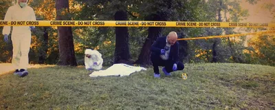 Forensic experts and a detective at a crime scene. The dead body is covered with a white sheet and is lying in the clearing in the middle of the forest. Studying moss found in such crime scenes can help solve cases.