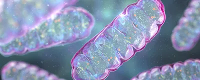 Graphic depicting mitochondria in a cell.