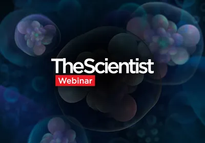 Microscopic view of vibrant blue and purple biological cells with clearly defined nuclei