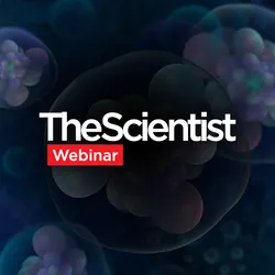 Microscopic view of vibrant blue and purple biological cells with clearly defined nuclei