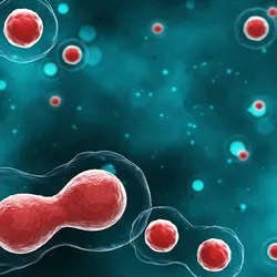 Seeded cells dividing in suspension culture