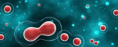 Seeded cells dividing in suspension culture