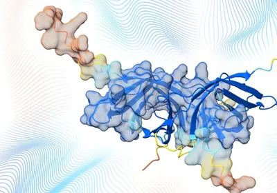 A protein 3D complex structure.