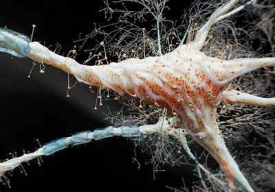 A 3D rendered image of a neuron.