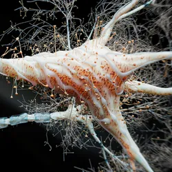 A 3D rendered image of a neuron. 