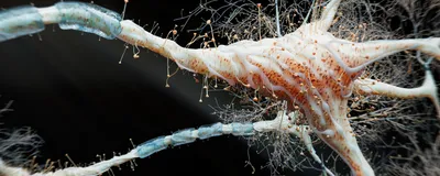 A 3D rendered image of a neuron. 
