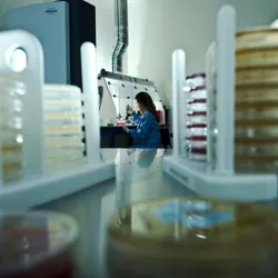 Conceptual image showing stacks of petri dishes in the foreground and a scientist working in the background.