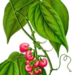 A medicinal drawing of the poisonous Calabar bean, Physostigma venenosum. 