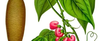 A medicinal drawing of the poisonous Calabar bean, Physostigma venenosum. 