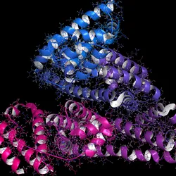 A protein structure of Human serum albumin is shown. It has three domains colored in blue, pink, and purple. Amino acid side chains are shown coming off of the protein.
