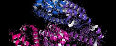 A protein structure of Human serum albumin is shown. It has three domains colored in blue, pink, and purple. Amino acid side chains are shown coming off of the protein.