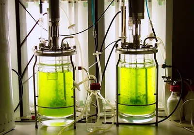 Two large, clear bioreactors are filled with green moss floating in water, with light tubes behind them.