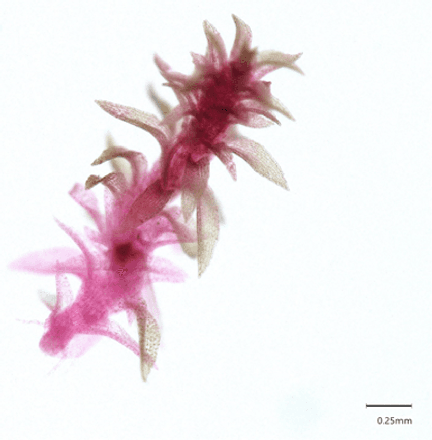 A micrograph showing a single leafy stem of moss, stained red to show that it is producing collagen.