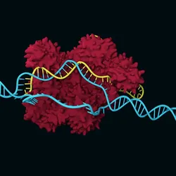 3D illustration of CRISPR Cas9 showing a structural model of a Cas protein and sgRNA targeting and unwinding DNA for gene editing.