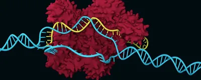 3D illustration of CRISPR Cas9 showing a structural model of a Cas protein and sgRNA targeting and unwinding DNA for gene editing.