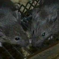 Two mice side by side, in one of which scientists used CRISPR for disease cure.