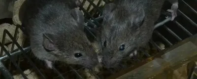 Two mice side by side, in one of which scientists used CRISPR for disease cure.