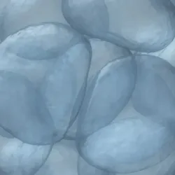 Image of human embryo, signifying CRISPR babies born with edited genes.