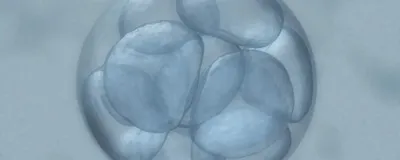 Image of human embryo, signifying CRISPR babies born with edited genes.
