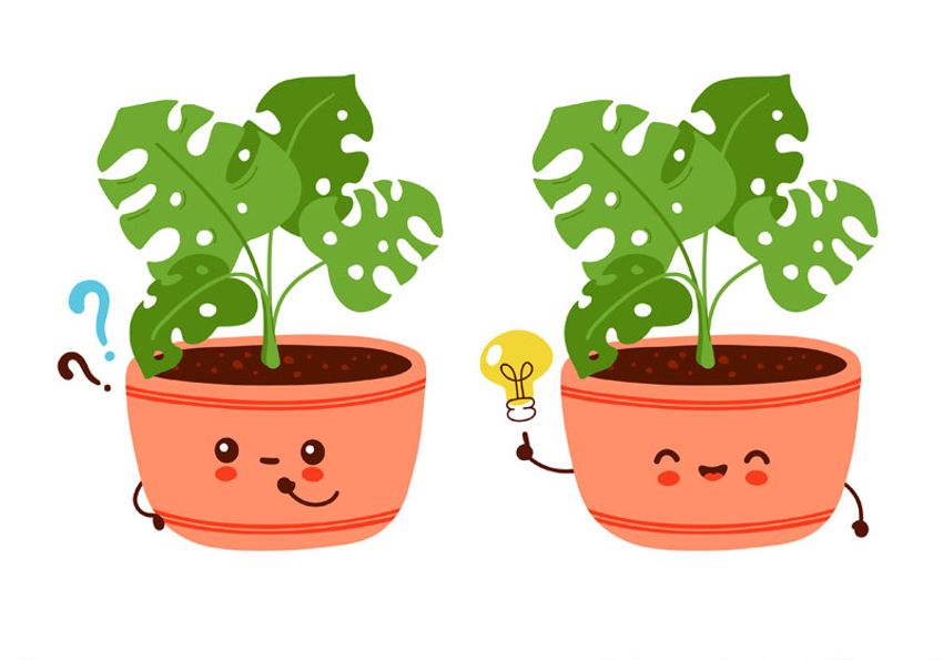 Image of two drawn Monstera plants. One has two question marks next to it with a look of wonder, while the other has a lightbulb next to it.