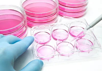 Photo depicting scientists handling cell cultures.