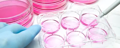 Photo depicting scientists handling cell cultures.