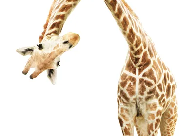 Photo of a giraffe bending over to stare at the camera against a white background. 