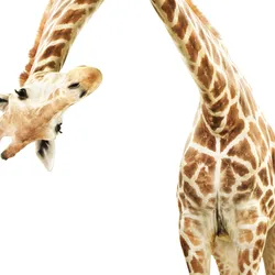 Photo of a giraffe bending over to stare at the camera against a white background. 